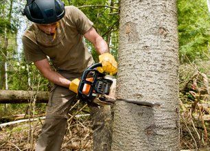 Tree removal
