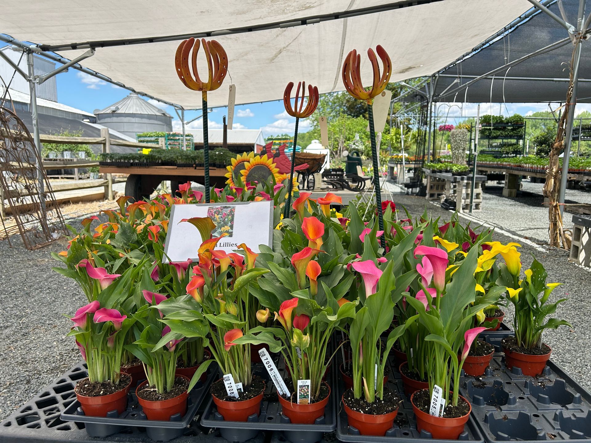 A bunch of potted plants are sitting on a table in a garden