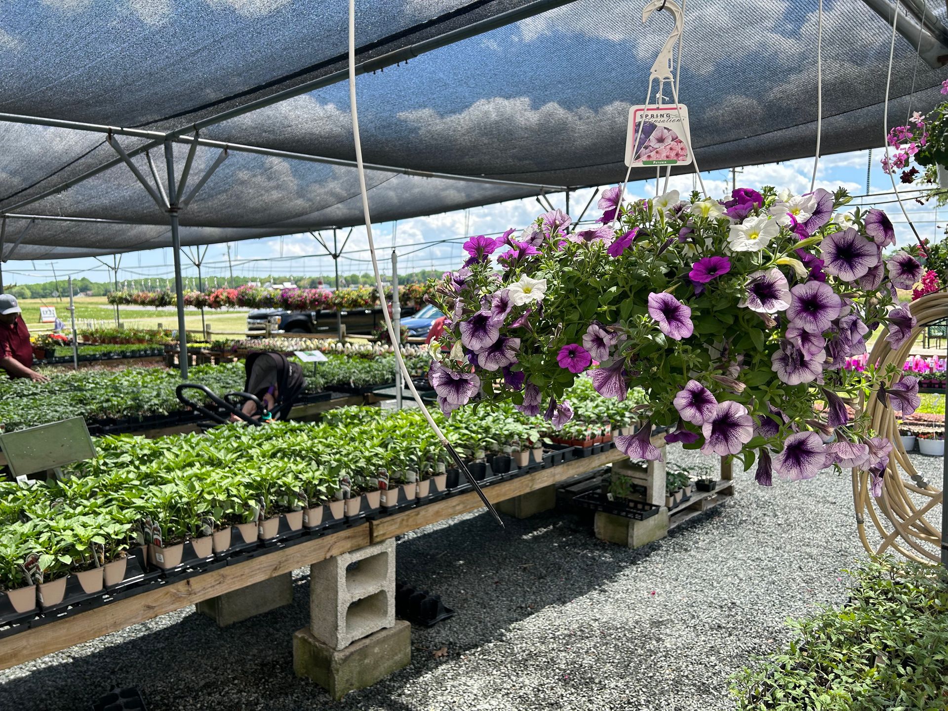 A greenhouse filled with lots of potted plants and hanging baskets of flowers