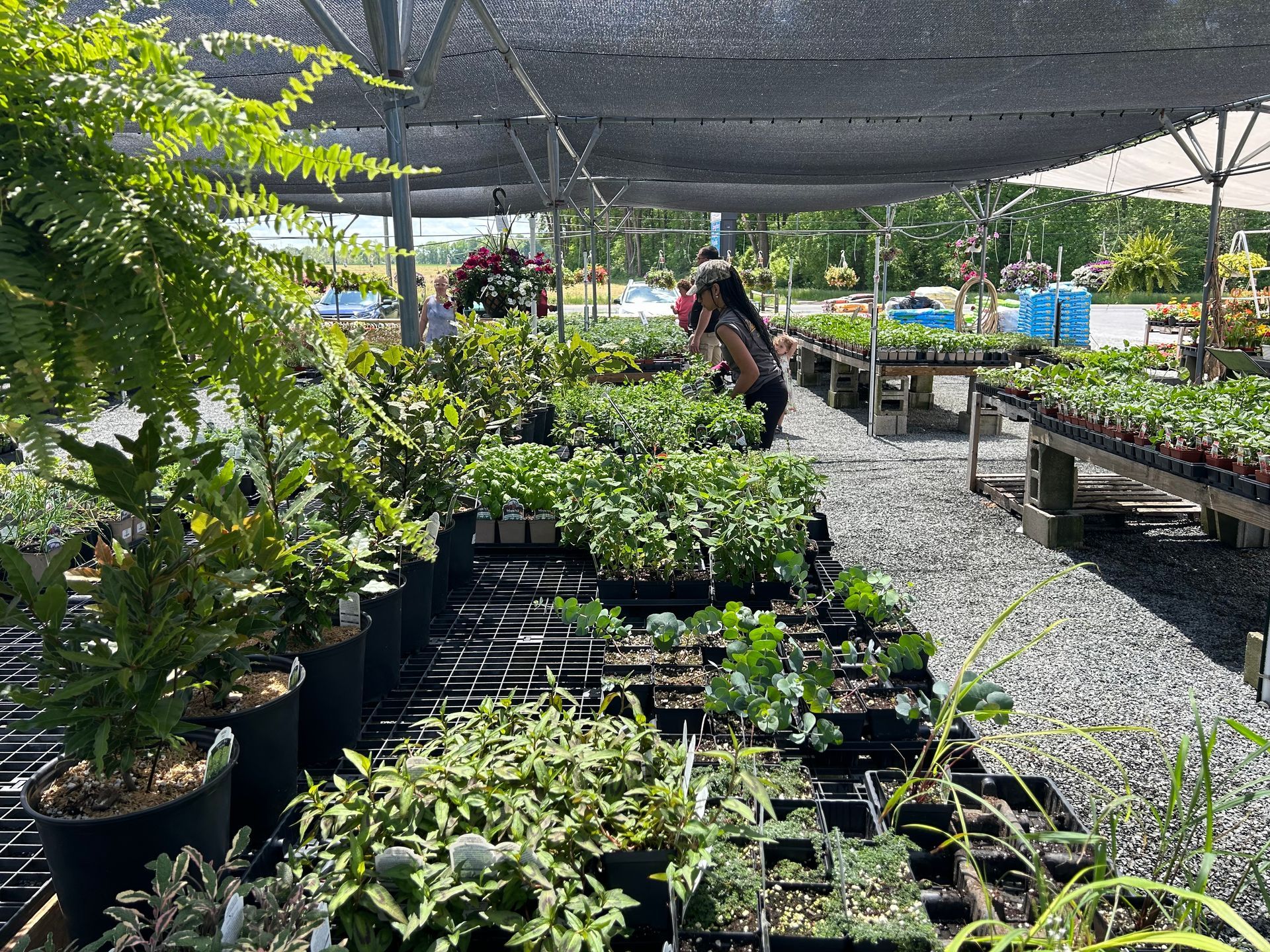 A man is standing in a greenhouse looking at potted plants
