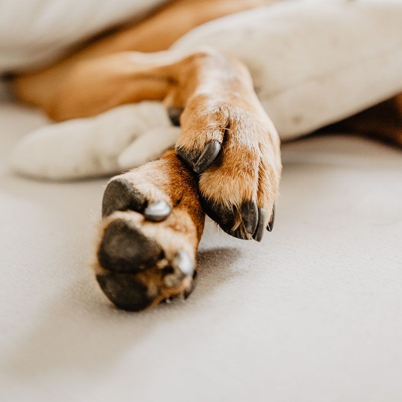A close up of a dog 's paws on a bed