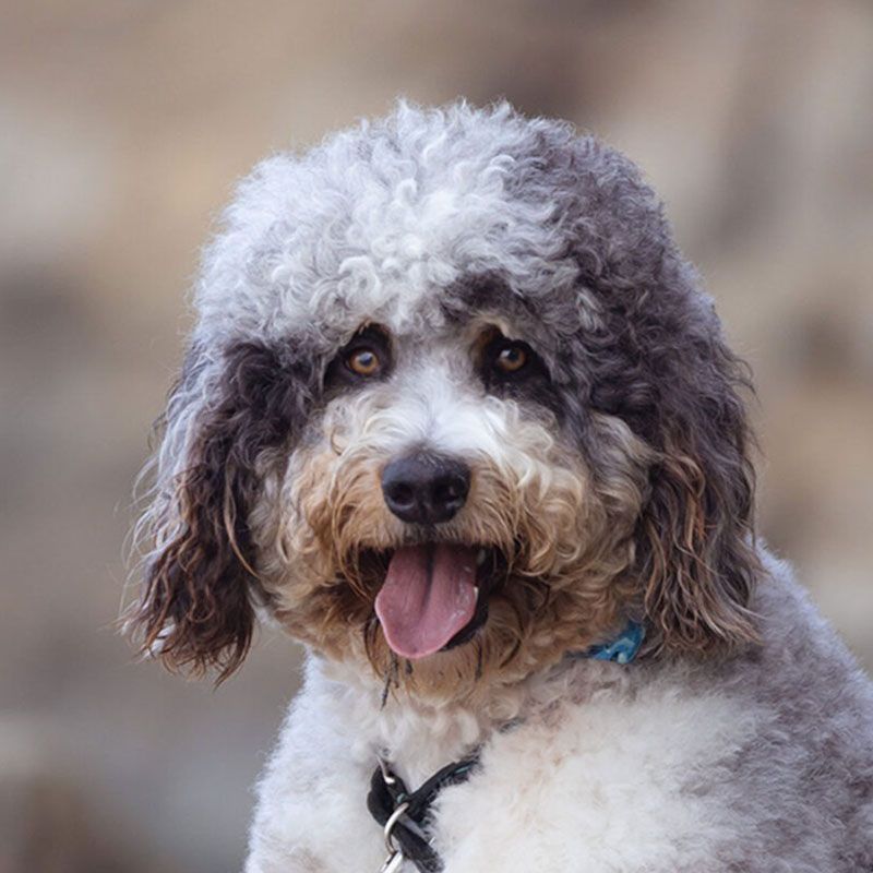 A close up of a gray and white poodle with its tongue hanging out.