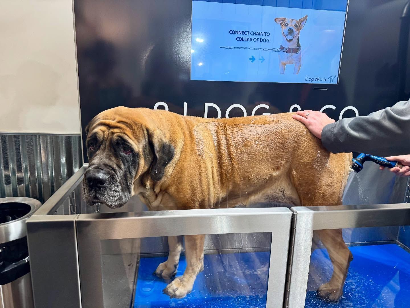 A large, wet Mastiff being bathed in a stainless steel tub. A person hoses it down while another pets the dog.