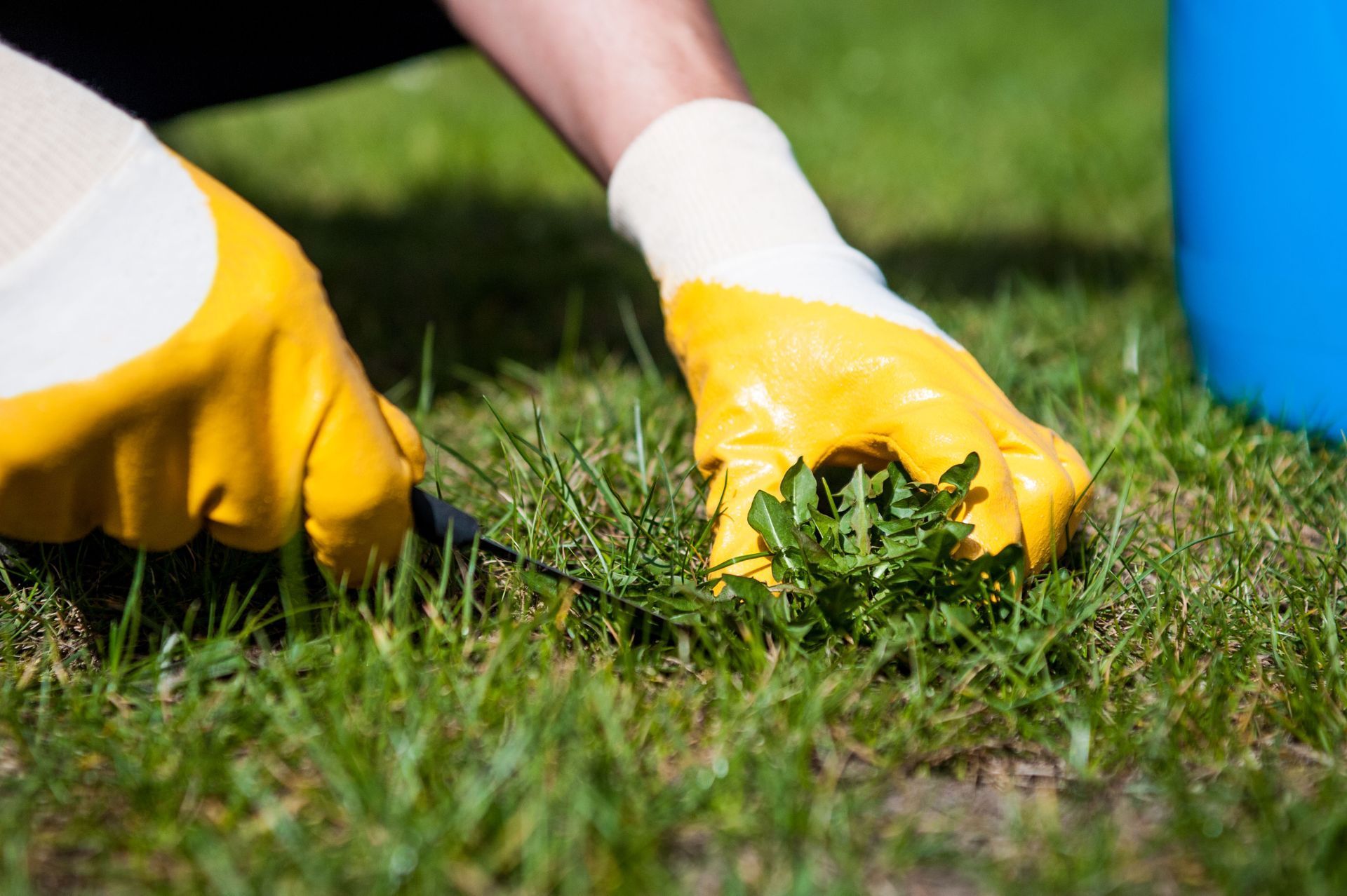 Hands wearing yellow gloves pulling weeds from grass.