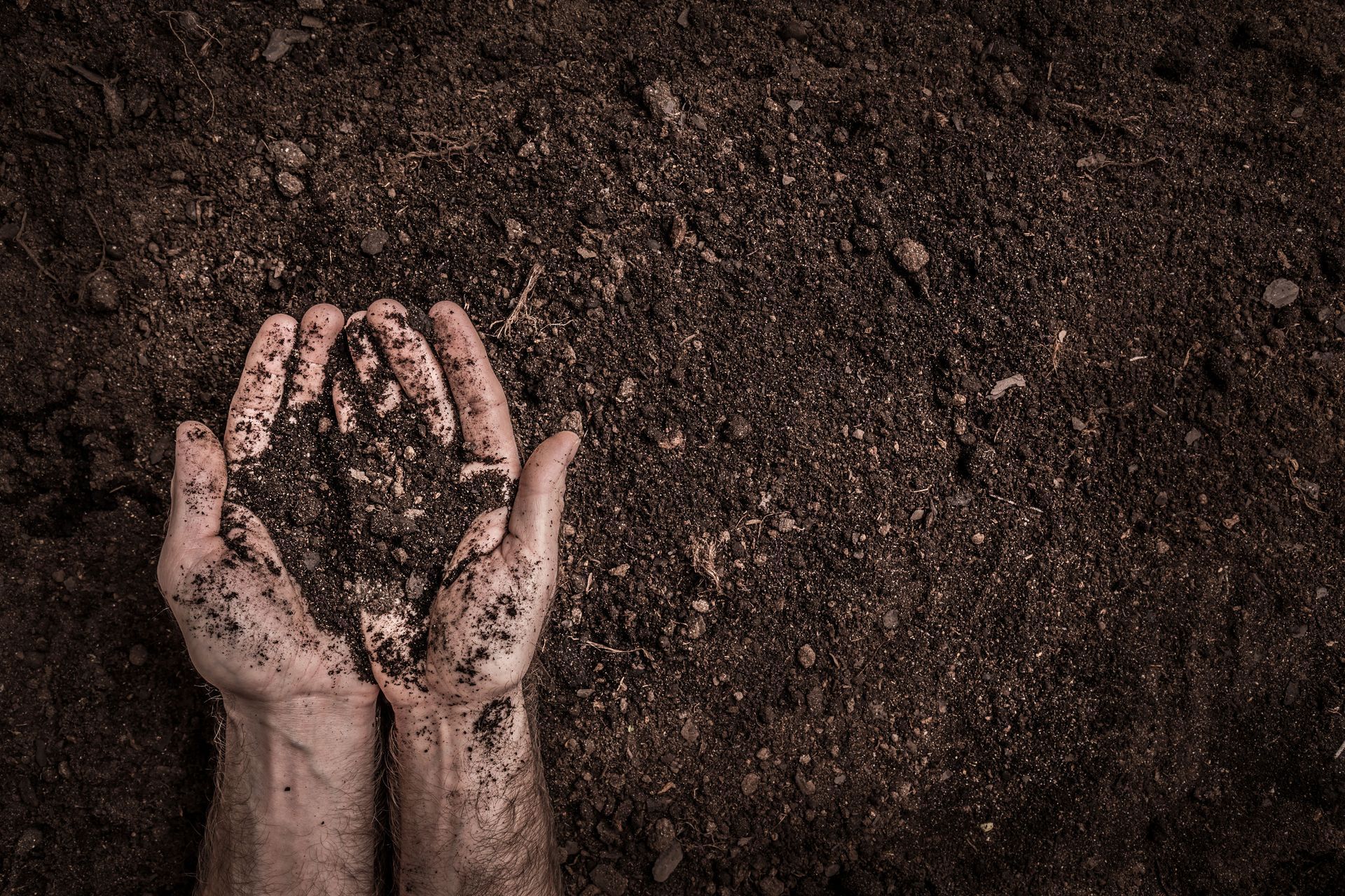 Hands holding dark soil, background of more soil.