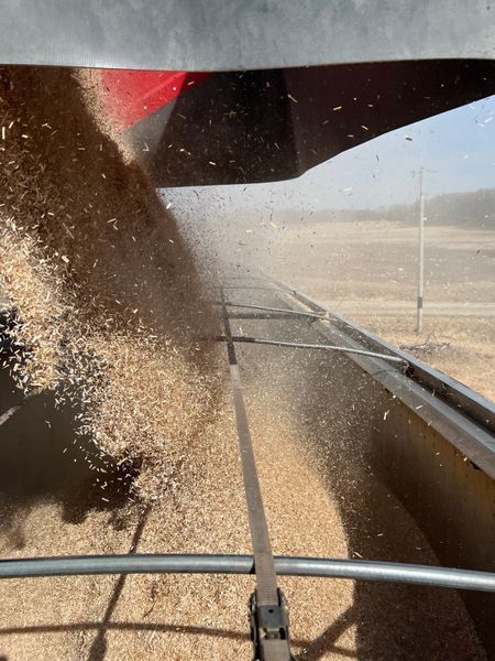 Grain being unloaded into a truck bed; dust and particles visible in the air, with a rural background.