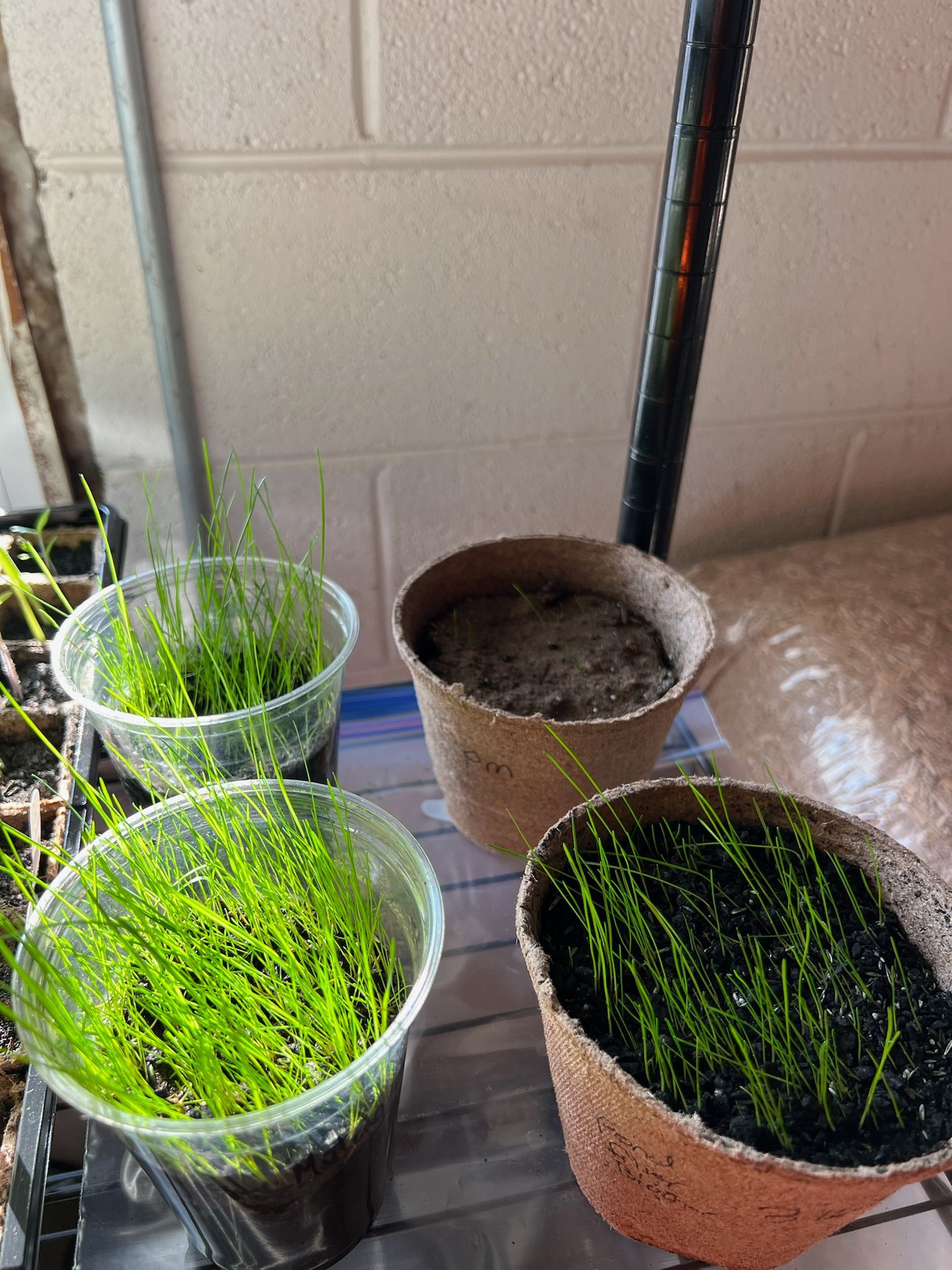 Four containers of growing grass: two clear plastic, two woven pots, indoors, brick wall background.