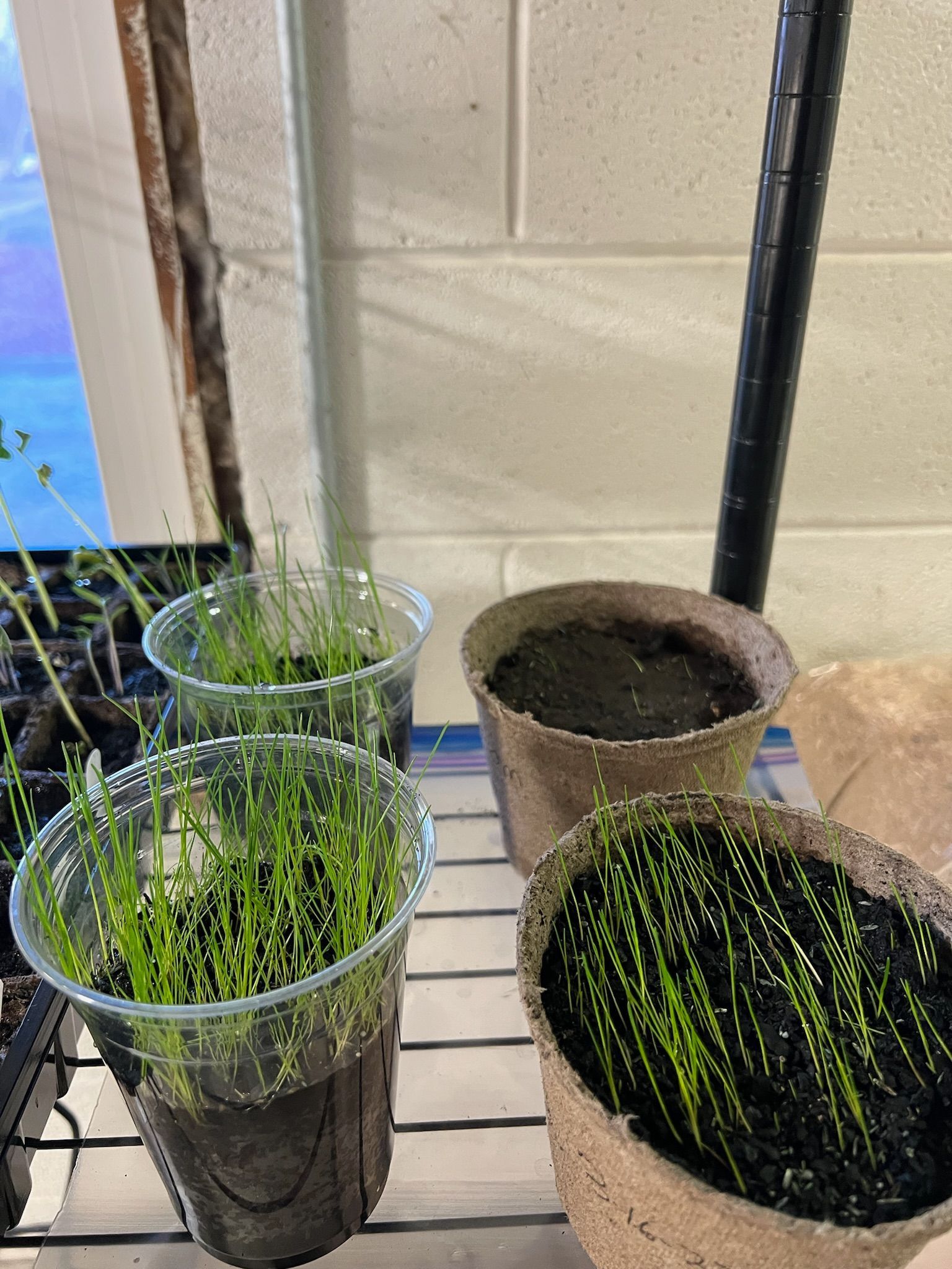 Seedlings in clear plastic and cardboard pots on a shelf, lit by a window.