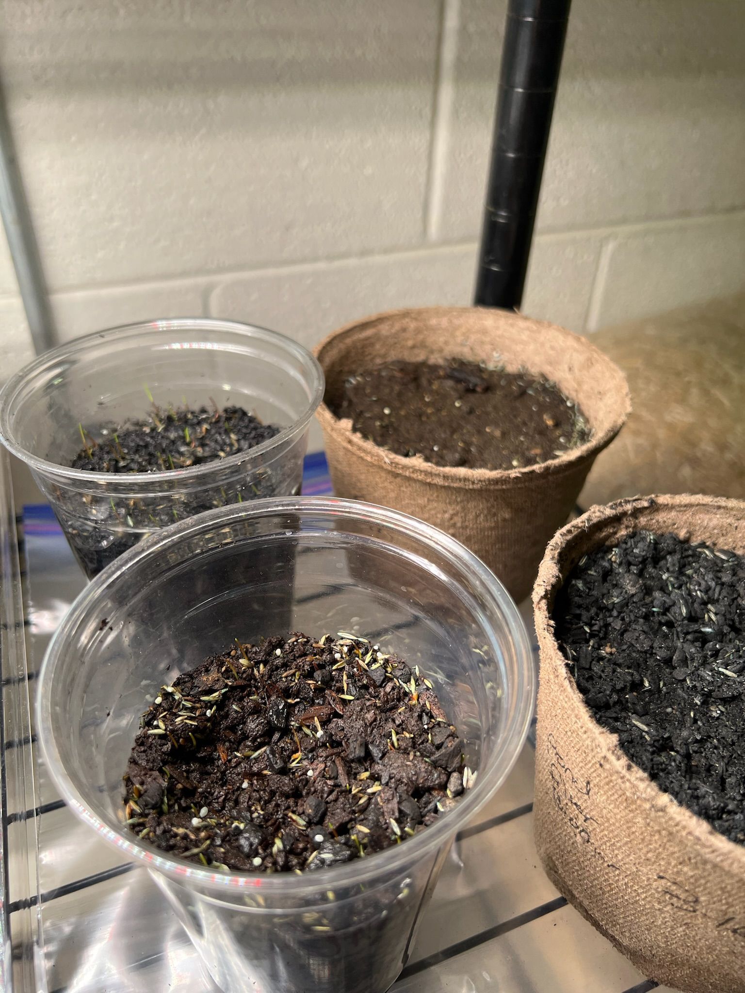 Four pots of soil, with seeds visible, on a shelf. Two are clear plastic, two are textured, brown pots.