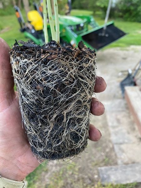 Hand holding a densely rooted plant plug; dark soil, light roots, green stems. Background: tractor, outdoors.