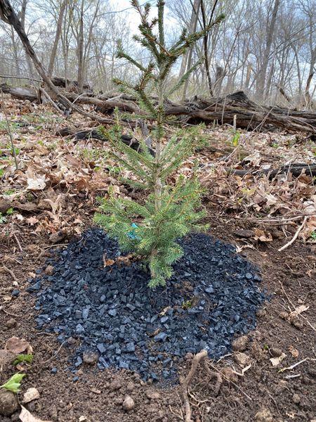 Small evergreen tree planted in soil surrounded by black mulch. Woodland setting.