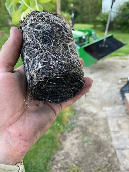 Hand holding a tightly rooted plant core, showing dense roots and dark soil.