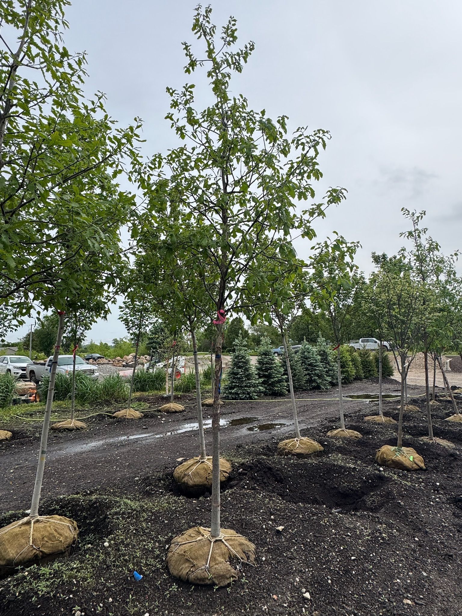 Young trees planted in mulch on a landscaped site under a cloudy sky