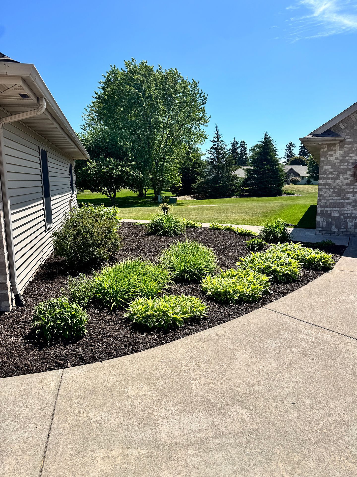Front yard landscaping with green shrubs, trees, and a concrete walkway beside a house