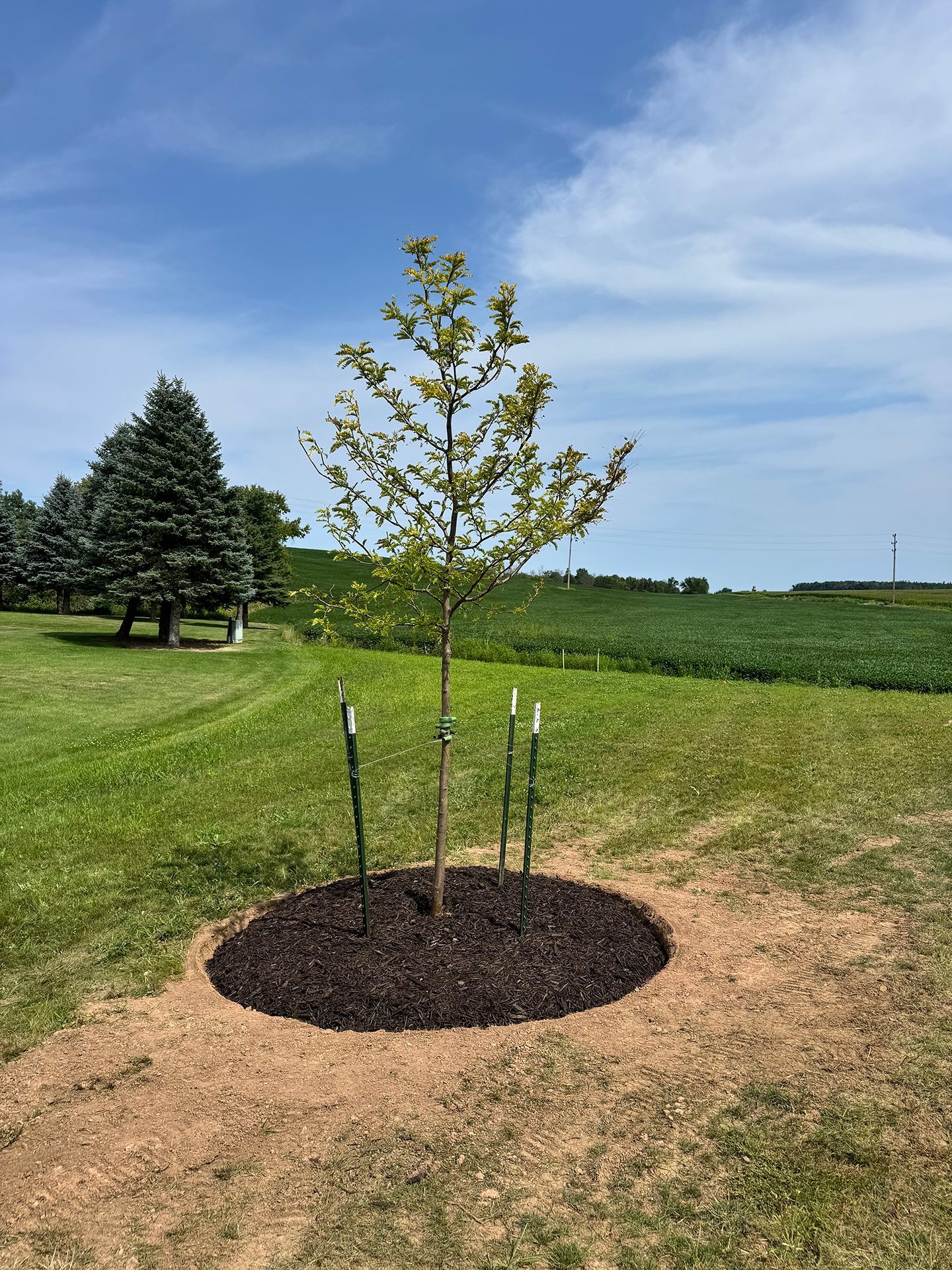 Young sapling in a mulched tree ring on a grassy field