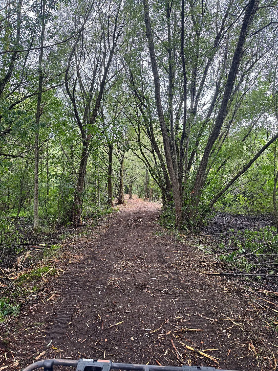 Wooded trail with a dirt path curving through dense green trees and undergrowth