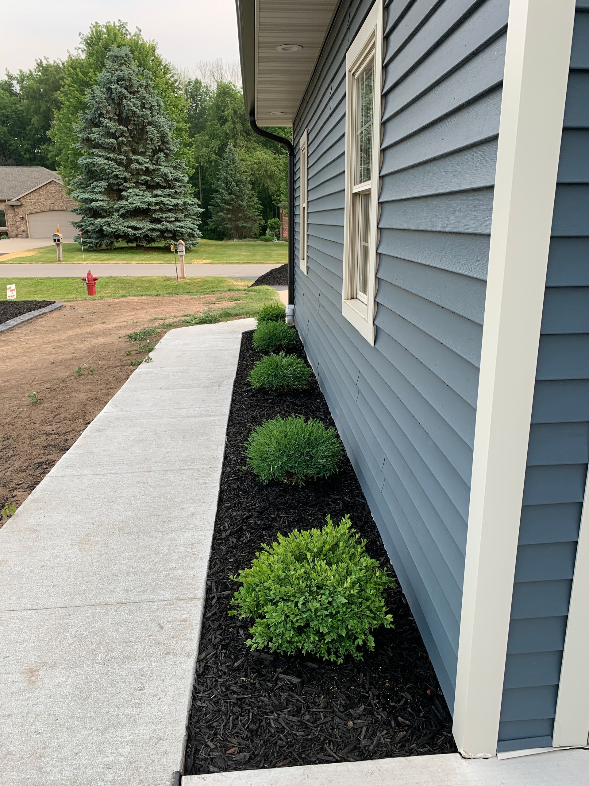 Blue house siding beside a white walkway and black mulch bed with small green shrubs