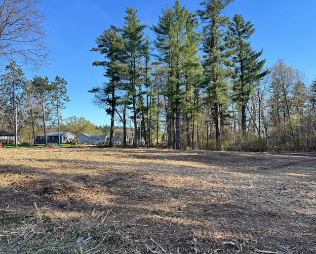 Open field with tall pine trees and a clear blue sky on a sunny day