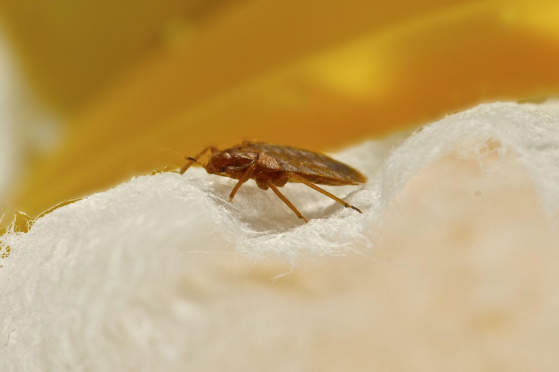 Bed bug on white fabric, reddish-brown with long legs.