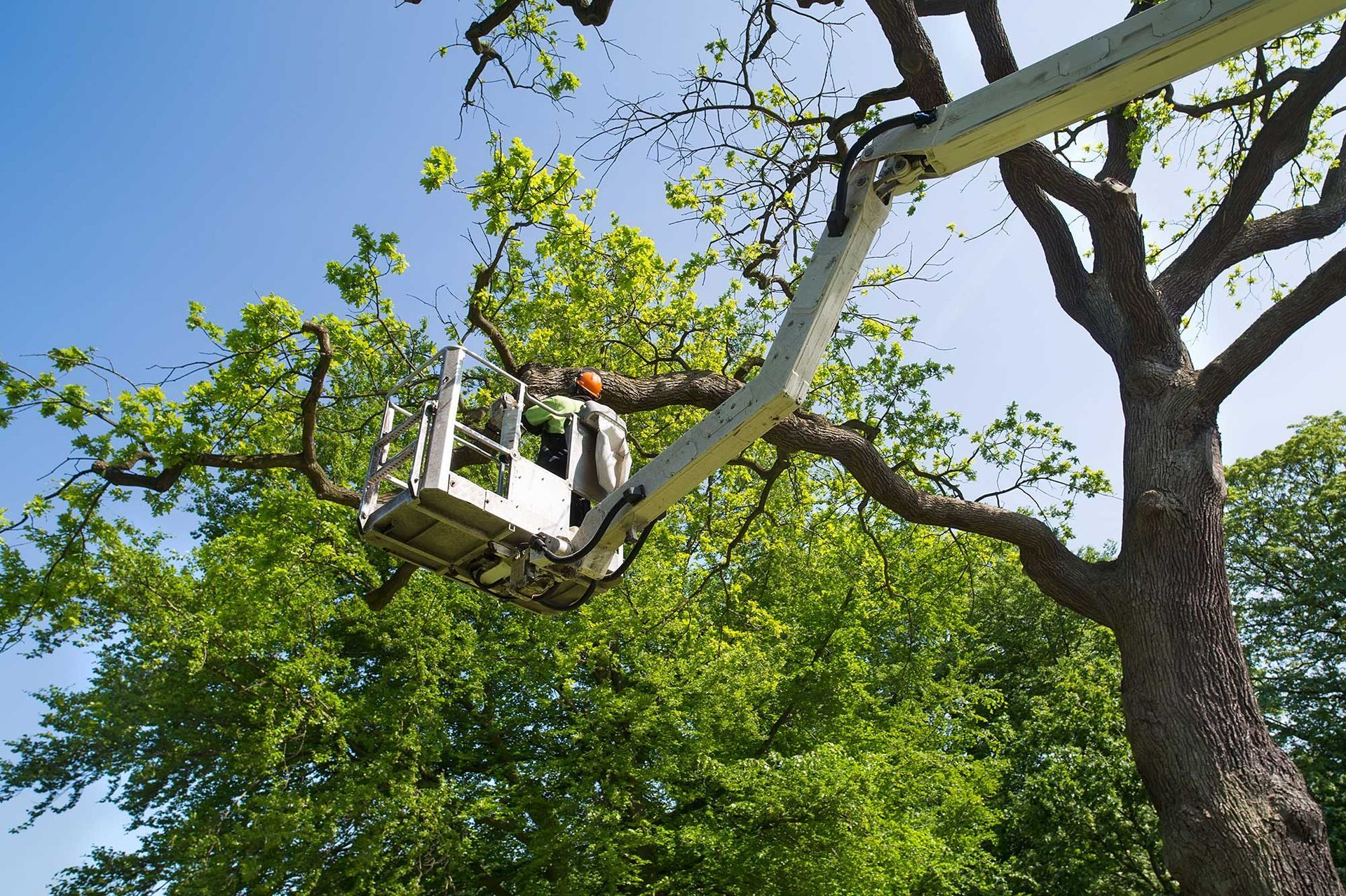 Tree Service | Rockford, IL | Wolf Bros. Tree Service