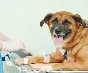 Learn More about pet surgery services dog surgery