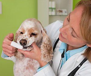 Learn More about Pet dentistry Pet dentistry