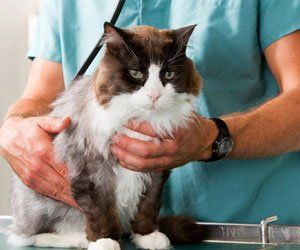 Learn More about pet exams & vaccines cat