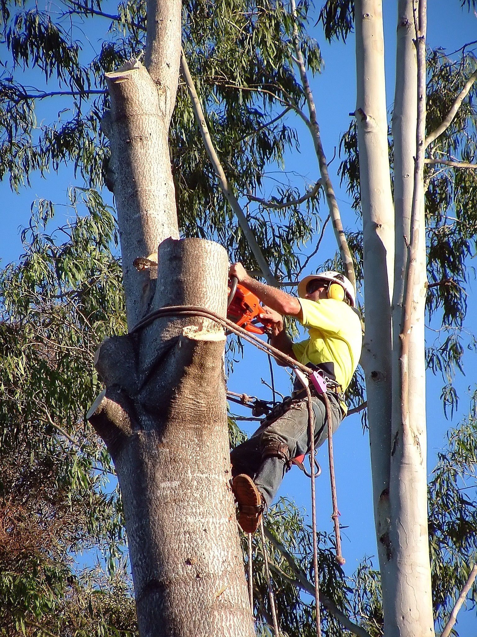 local tree removals