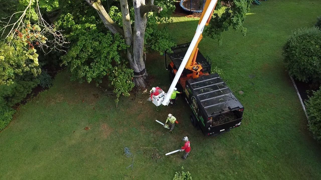 Tree service: workers cutting a tree with a boom lift and trucks on a green lawn.