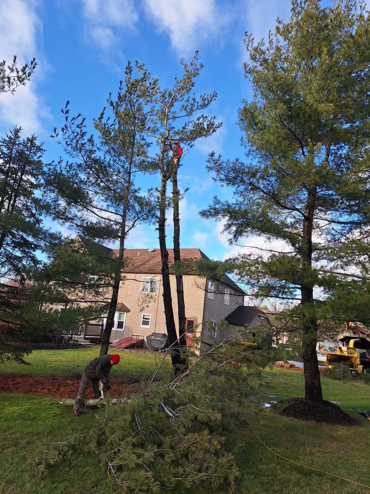 Tree service trimming tall trees on a sunny day; one worker high up, another on the ground.