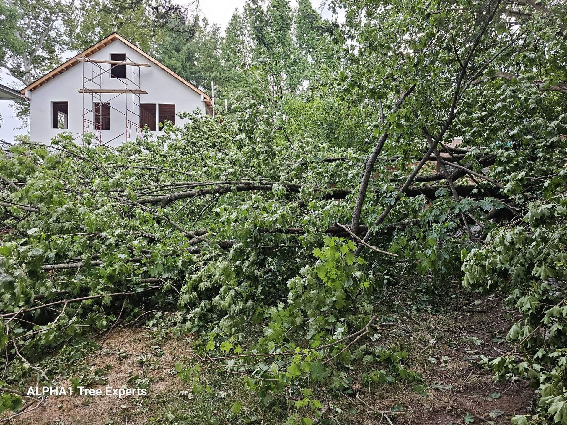 Fallen tree branches blocking a yard, with a white house under construction in the background.