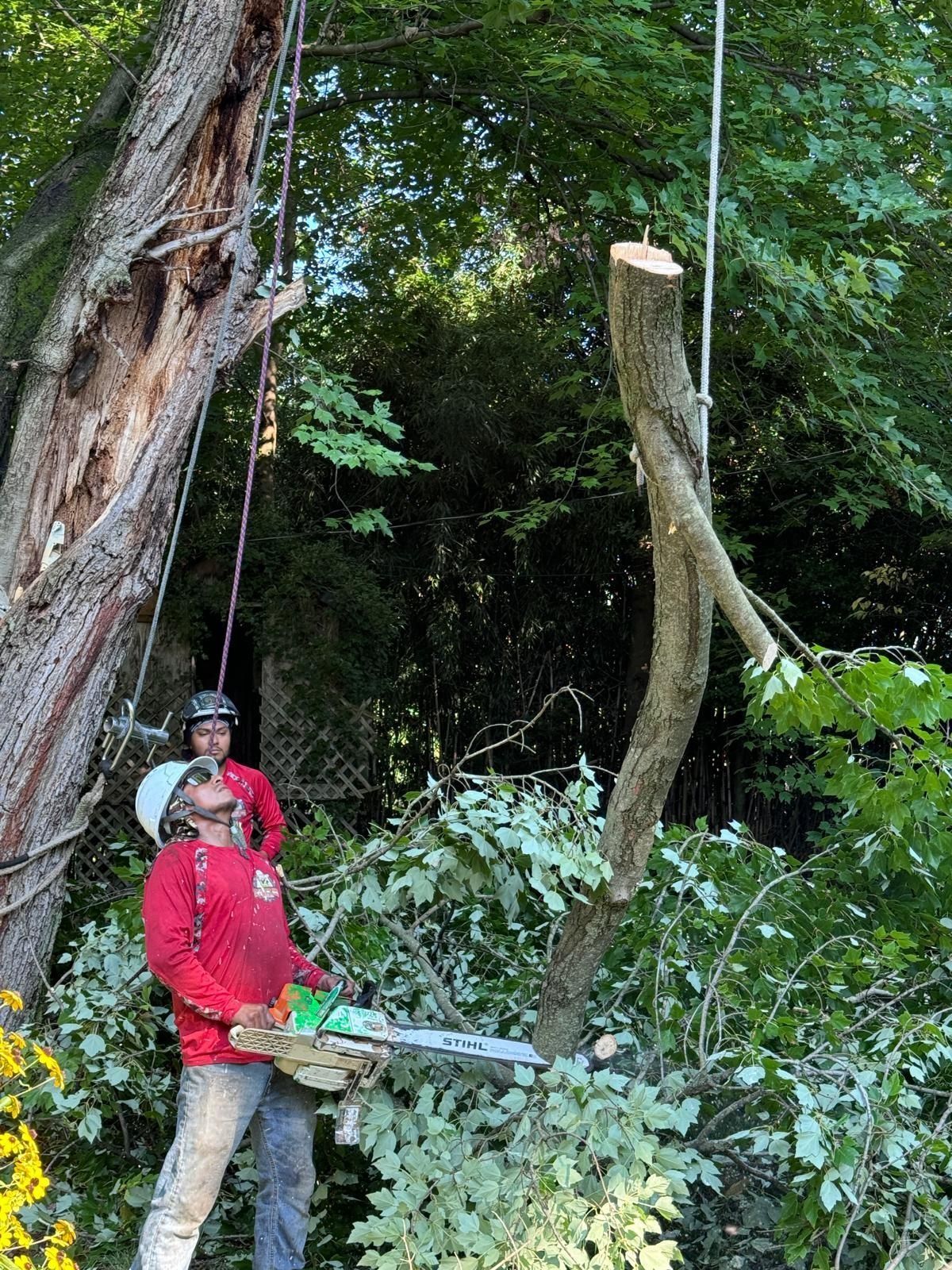 Two tree workers use a chainsaw to cut a tree branch in a wooded area.