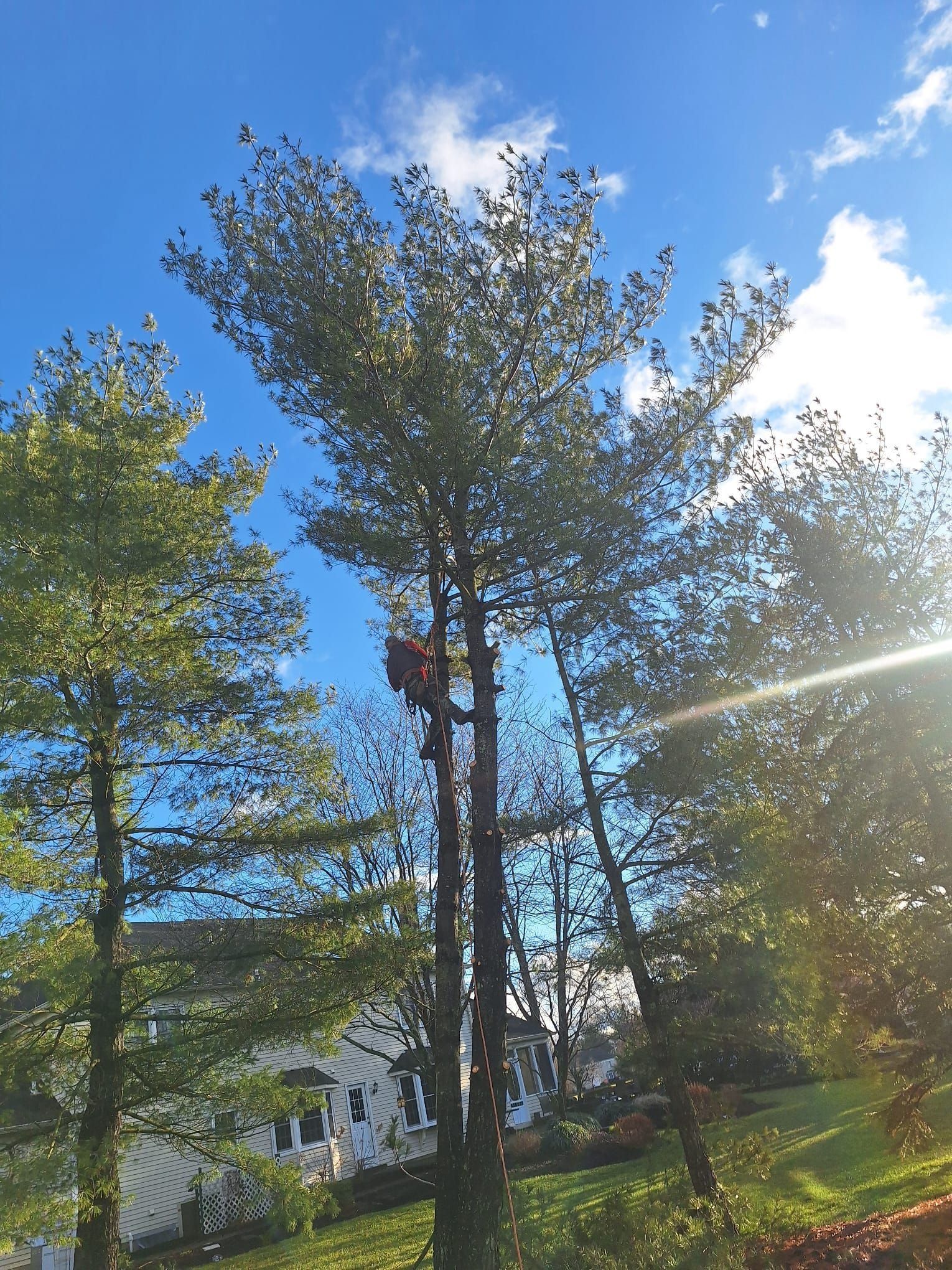 A tree trimmer in orange safety gear, high up in a tall tree against a blue sky.