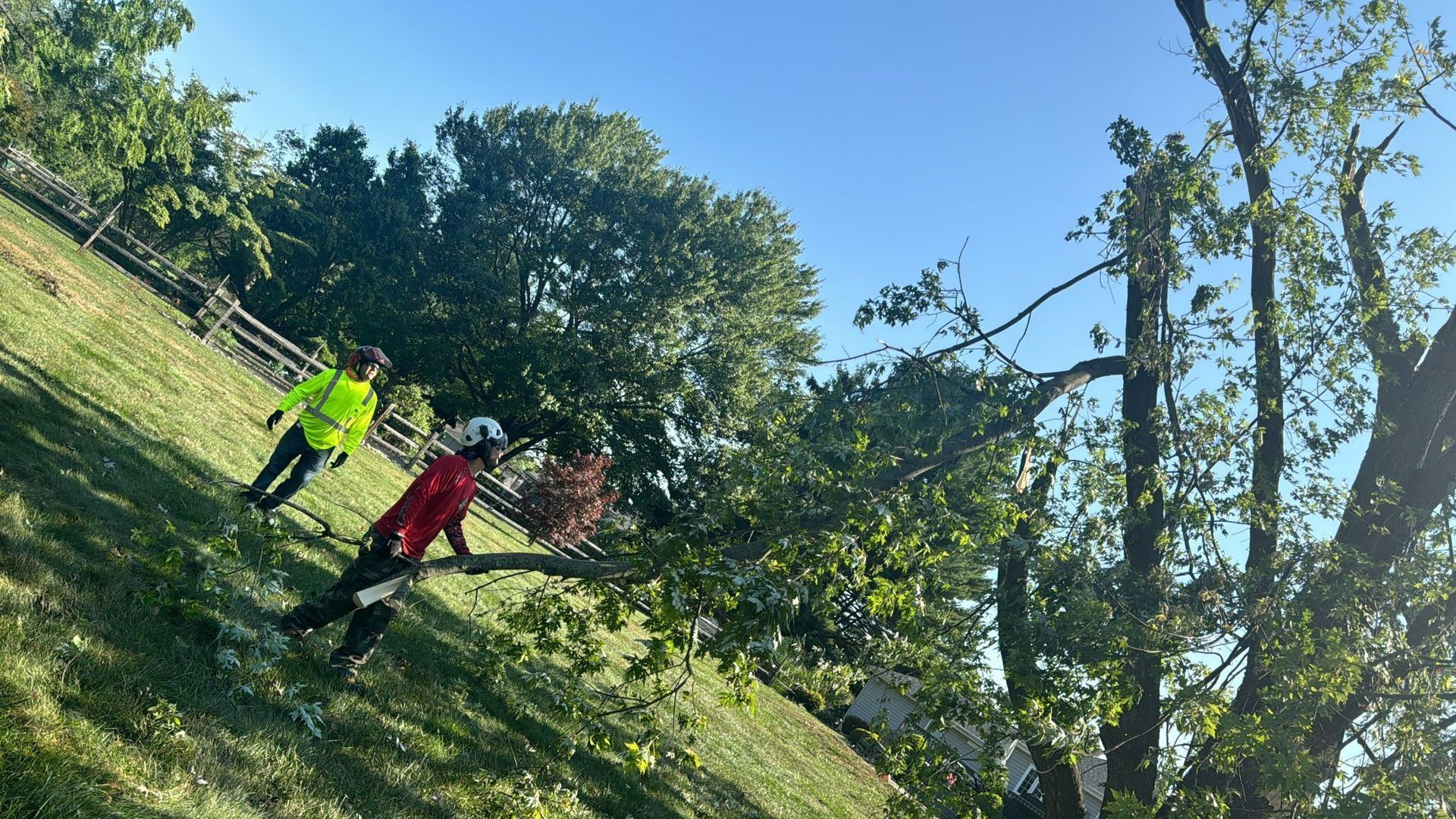 Two workers in safety vests trimming a tree on a grassy hillside under a blue sky.
