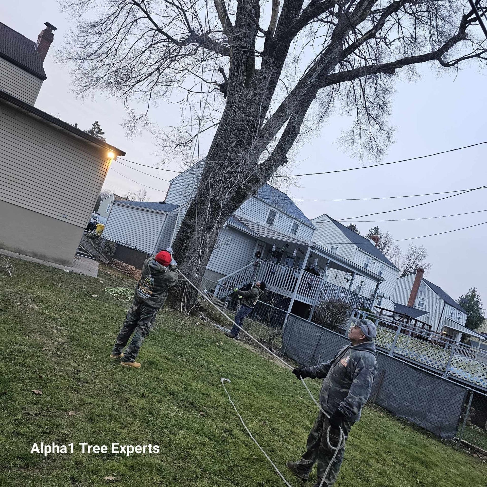 Two tree service workers using ropes to trim a large tree in a backyard with houses.