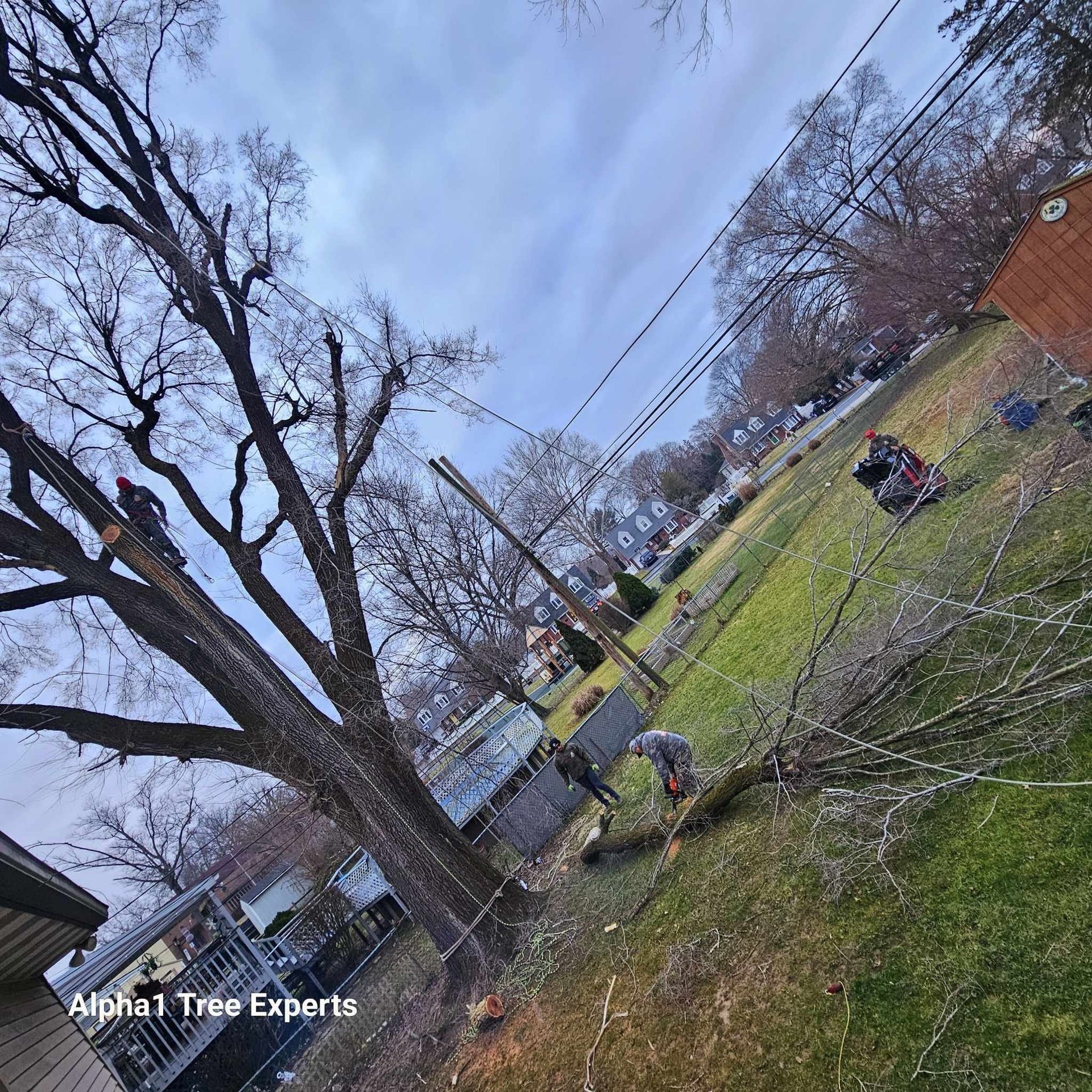 Tree trimming with a cloudy sky in the background. Workers are cutting a tree.