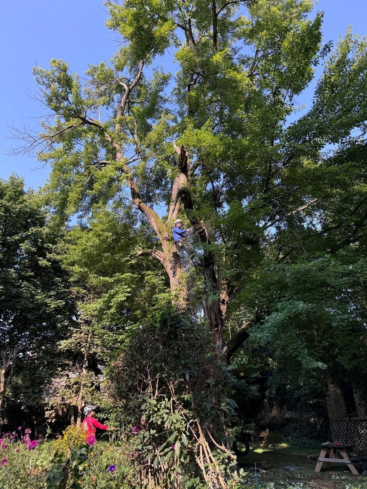 A person in a tree, another person at the base; green leaves and blue sky, sunny day.