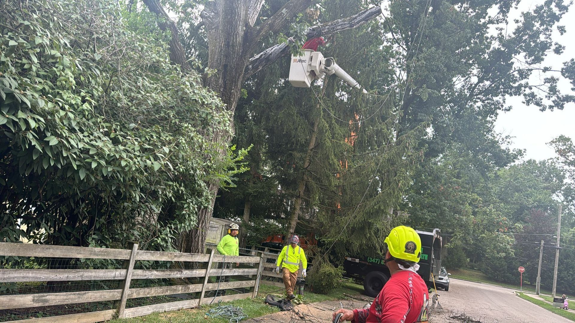 Tree trimming: worker in lift bucket cuts branches from tall tree; two ground workers, fence, roadside.