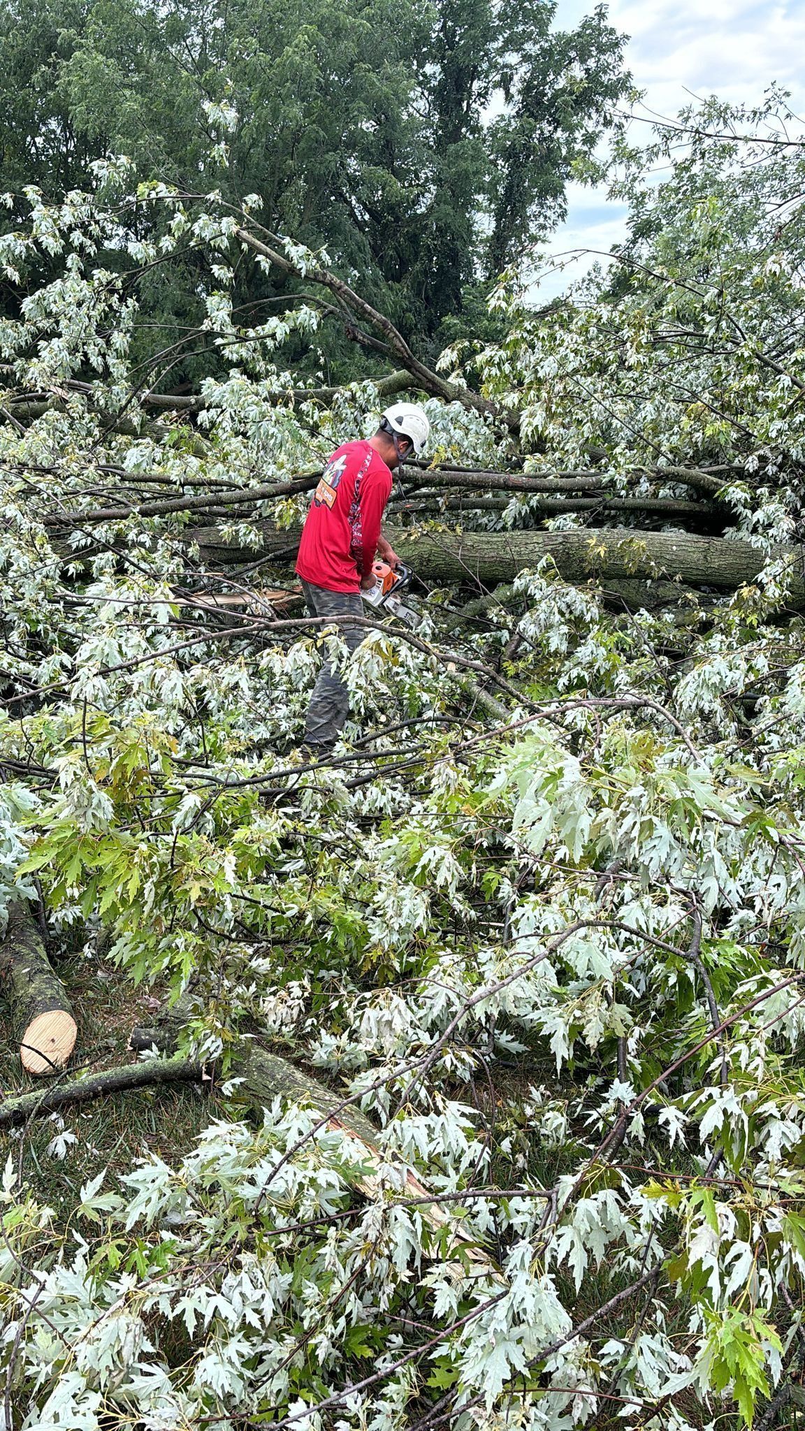 Person in red shirt clearing fallen tree branches after a storm.