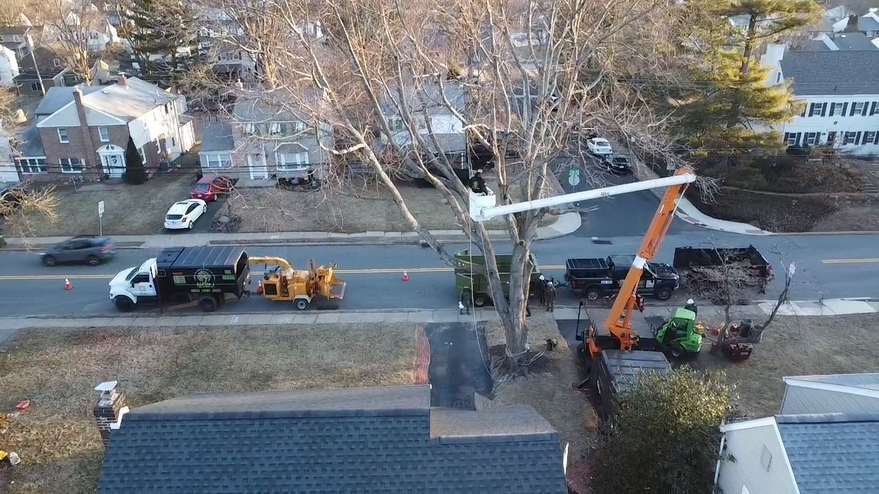 Tree trimming service on a residential street. Orange lift, truck, and crew working on large tree.