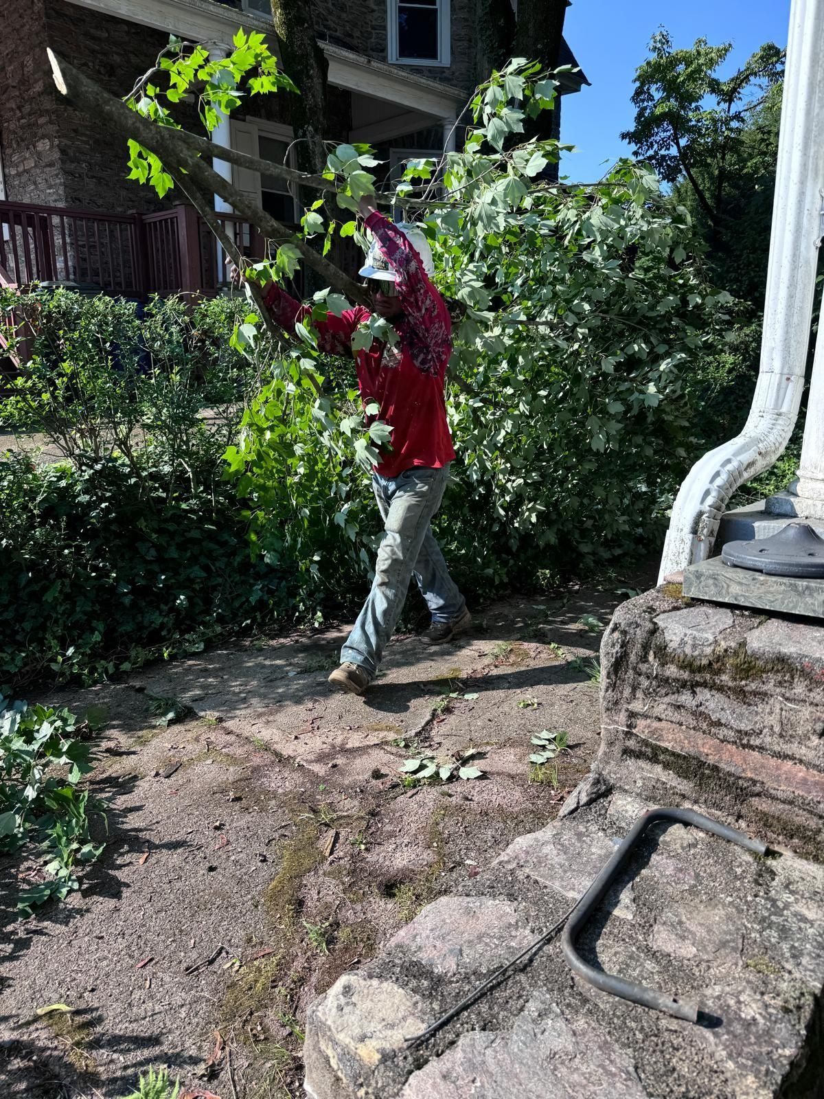 Person in red shirt and jeans pruning tree branches near a house.