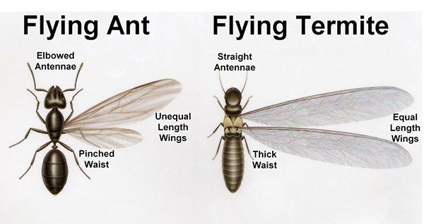 a picture of a flying ant and a flying termite