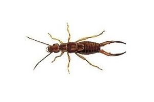 Earwigs