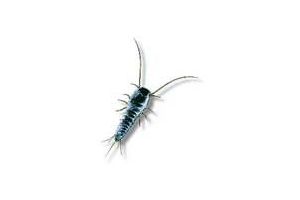 Silverfish