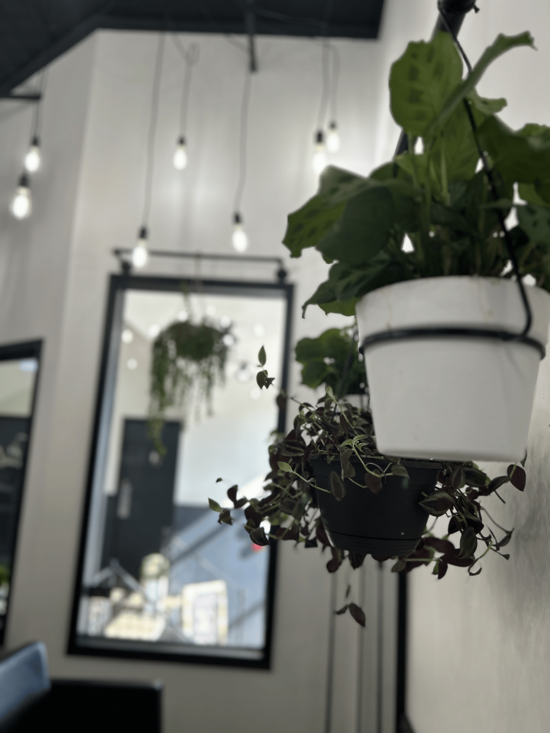 A potted plant hangs on a wall in front of a mirror