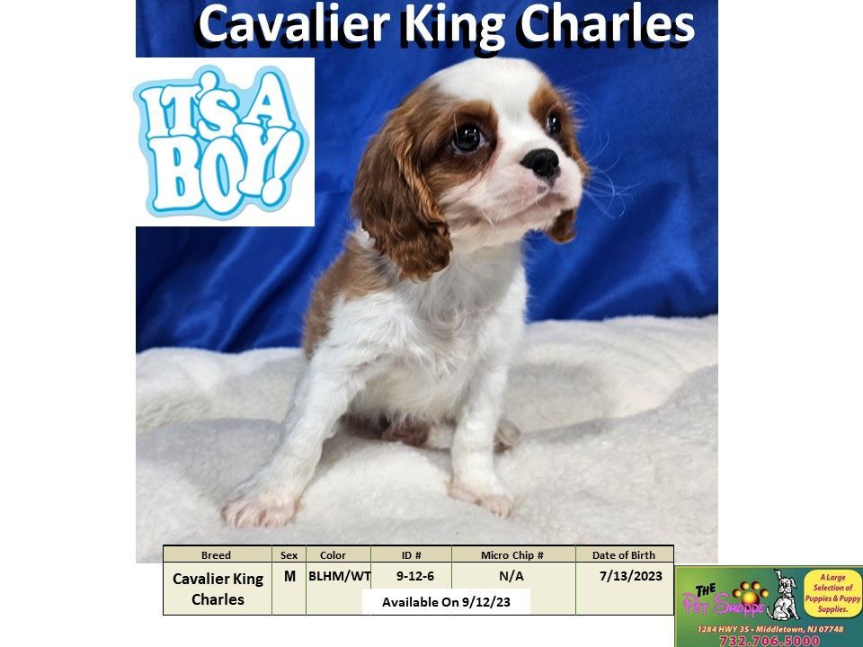 The Pet Shoppe Puppies For Sale Middletown, NJ