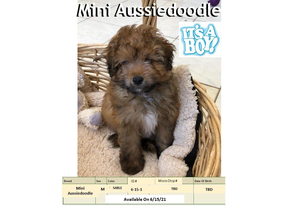 The Pet Shoppe Pet Store Middletown, NJ