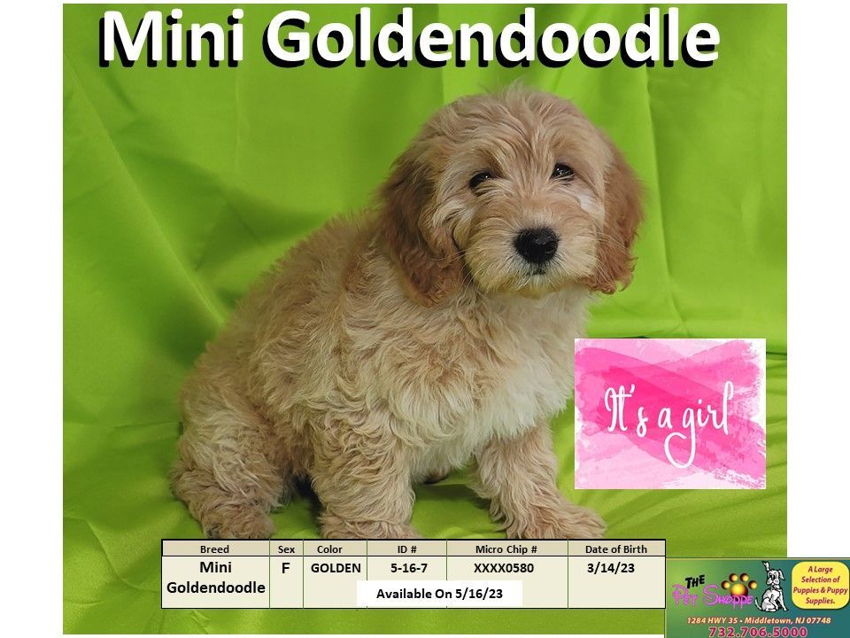 The Pet Shoppe Puppies For Sale Middletown, NJ