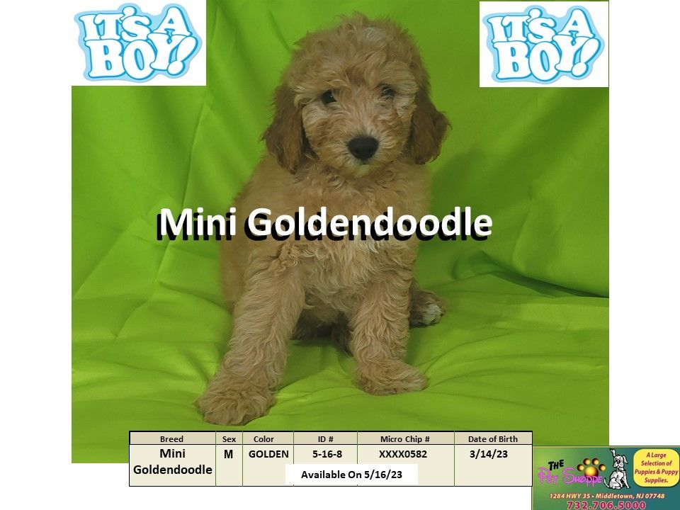 The Pet Shoppe Puppies For Sale Middletown, NJ