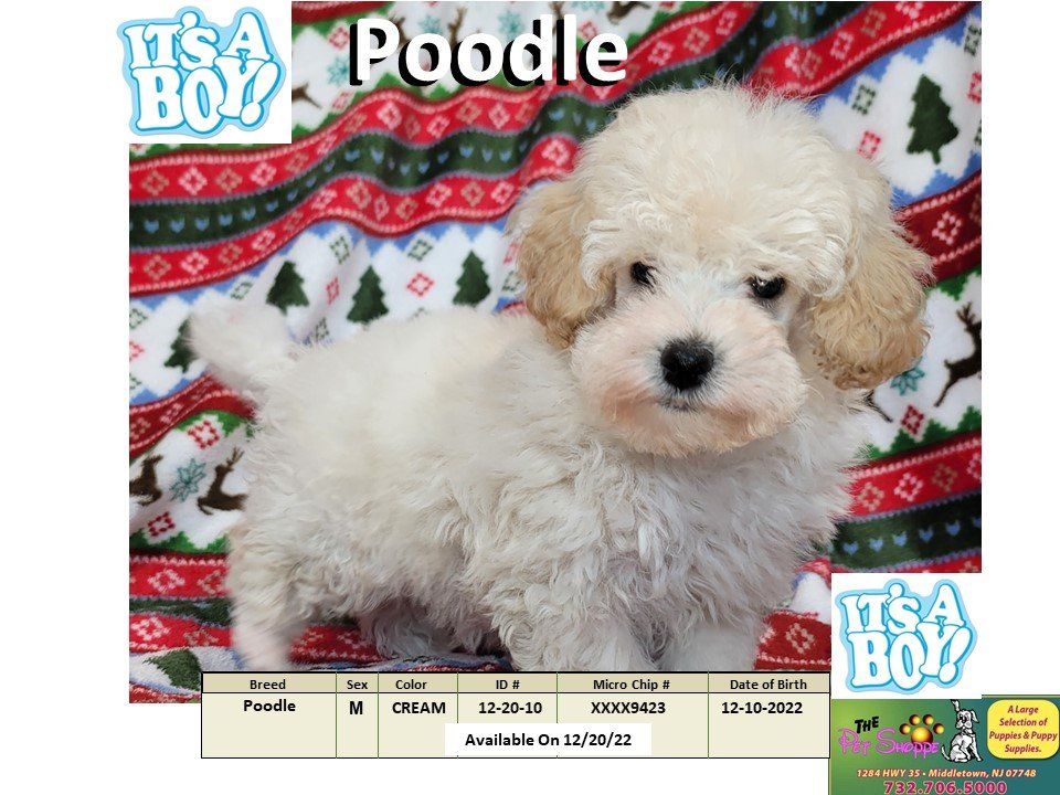 The Pet Shoppe Puppies For Sale Middletown, NJ